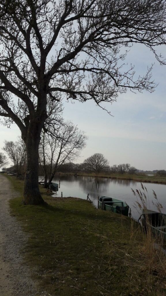 image d'un canal avec des barques et un arbre à gauche de la photot